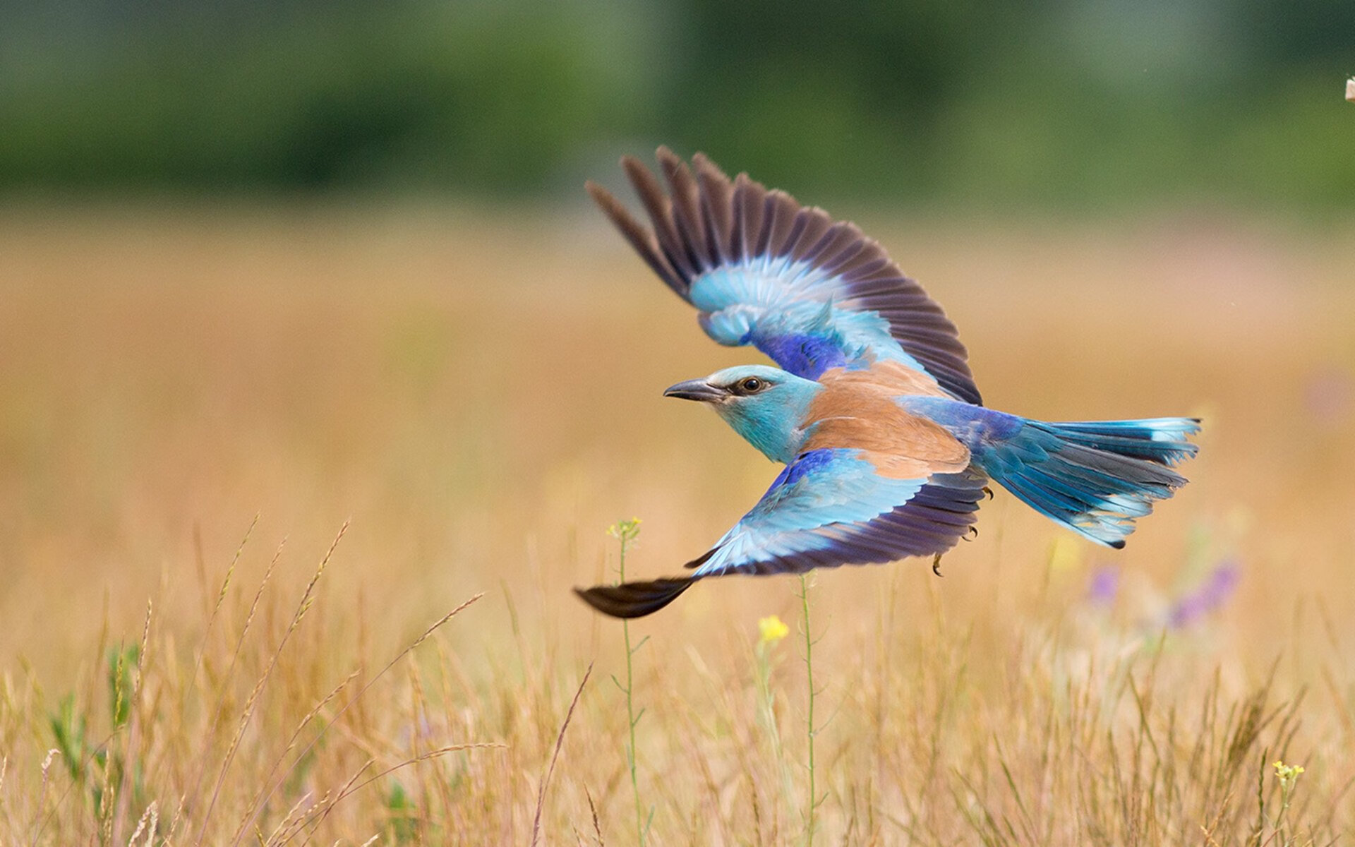长距离王者之争 梅尔滕斯全力以赴，梅尔滕斯什么水平